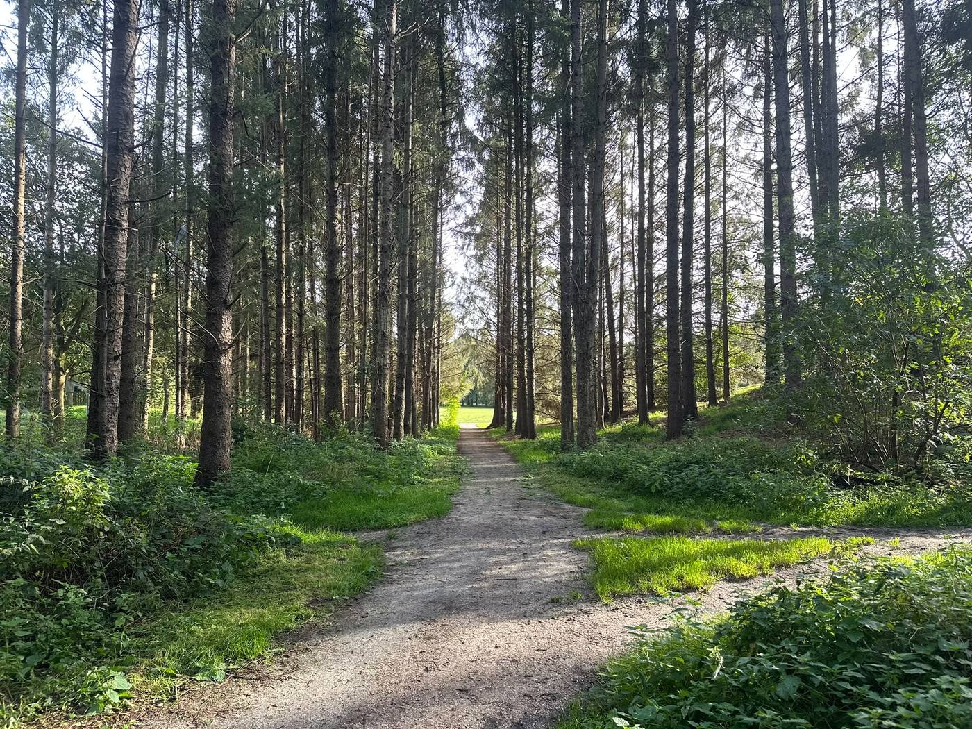 Een zonnig bospad tussen hoge dennenbomen